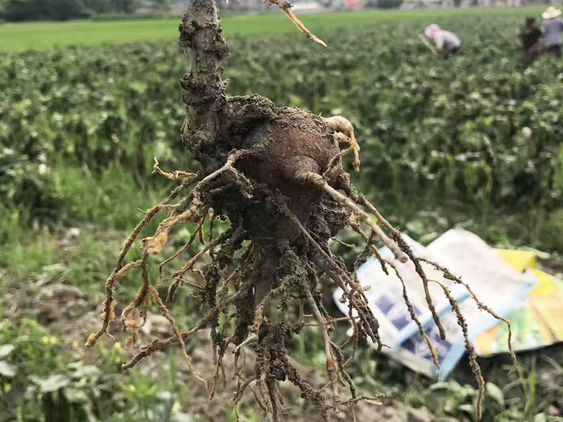 种植基地